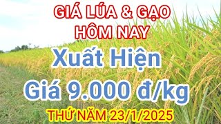 GIÁ LÚA \u0026 GẠO HÔM NAY ( THỨ NĂM) 23/1/2025.MIỀN TÂY MỞ KHO XẢ HÀNG GẠO VỚI GIÁ THẤP ĐỂ GOM VỐN