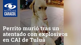 Mono, el perrito que murió tras un atentado con explosivos en CAI de Tuluá