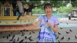 Karen1TV- Visit Shwemawdaw Pagoda Pigeon in Bago, Myanmar