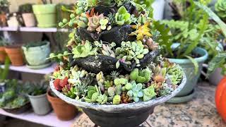 Creating a mini fountain succulent garden