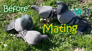 Male Pigeon Trying to impress Female Pigeon | Feral Pigeon Sound