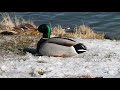 mallards swimming and foraging