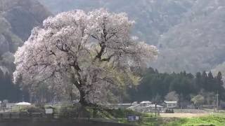 Cherry  tree   (王仁塚の桜）