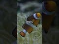 the secret partnership of clownfish and sea anemones