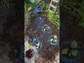 évolution du potager petit pastille bleu anti limace #limace #potager #jardin #jardinage #ail #radis