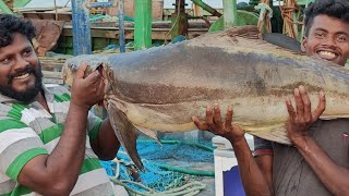 Giant Kadavuraal Fish at Ungal Meenavan Shop | மிகப்பெரிய ராட்சத கடவுறால் மீன் உங்கள் மீனவன் கடையில்