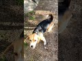 ドライりんごを味見するビーグル犬 犬 beagle