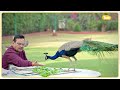 cm bhajan ने एक फिर डाली peacock के साथ फोटो लोगों ने लगाई क्लास बोले कुछ तो काम कर लो