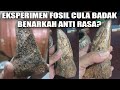 Eksperimen Kelebihan Fosil Cula Badak, Benarkan Anti Rasa?