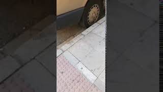 Sorprendidos al ver a este animal por las calles de Albacete