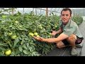 Tomato Harvest Is Only A Few Days Away!