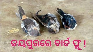 ଜୟପୁରରେ ବାର୍ଡ ଫ୍ଳୁ ଆଶଙ୍କା  || ବାଲିଆରେ ମରି ପଡିଲେ ଶହ ଶହ କନିଆରୀ ପକ୍ଷୀ ||