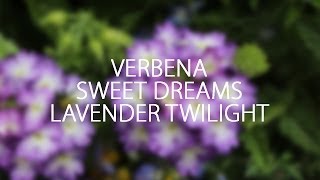 New for 2014: Verbena Sweet Dreams Lavender Twilight