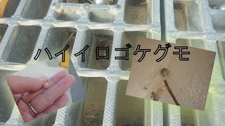 ハイイロゴケグモ　自由研究やってみよう