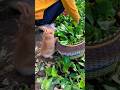 cute little rabbit eating favourite vegetables 🥬 cut beauty 😍 #shortvideo #funnyvideo #funny