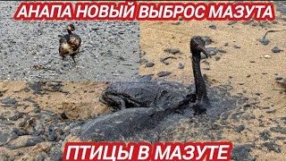 ‼️АНАПА ВНОВЬ В МАЗУТЕ. ПТИЦЫ ЖДУТ ПОМОЩИ. НОВЫЙ ВЫБРОС МАЗУТА