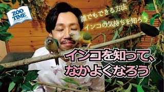 ★【ウロコインコ】誰でもインコとなかよくなれる方法　★誰でも仲良くなれる『魔法の棒』もご紹介　インコを知って信頼関係を築こう！@ZOOTIMEch