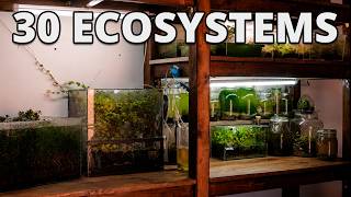 I Built a Giant Shelf for My Ecosystems