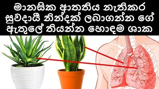 මේ පැල වලින් එකක් ගේ ඇතුලේ තියන්න. සිදුවන වෙනස ඔබටම දැනේවි Best plants for health | Sonduru Diviya