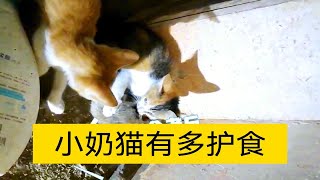 自己加餐饭的小奶猫有多护食？!!!