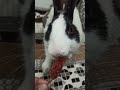 cute bunny eating chilli shorts rabbit shortvideo youtubeshorts animals tranding youtube newshorts