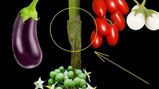 Tomato, Eggplant And White Eggplant  Grafting On Pea Eggplant At Home Clip