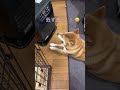 犬 柴犬 ストーブ占領 日常