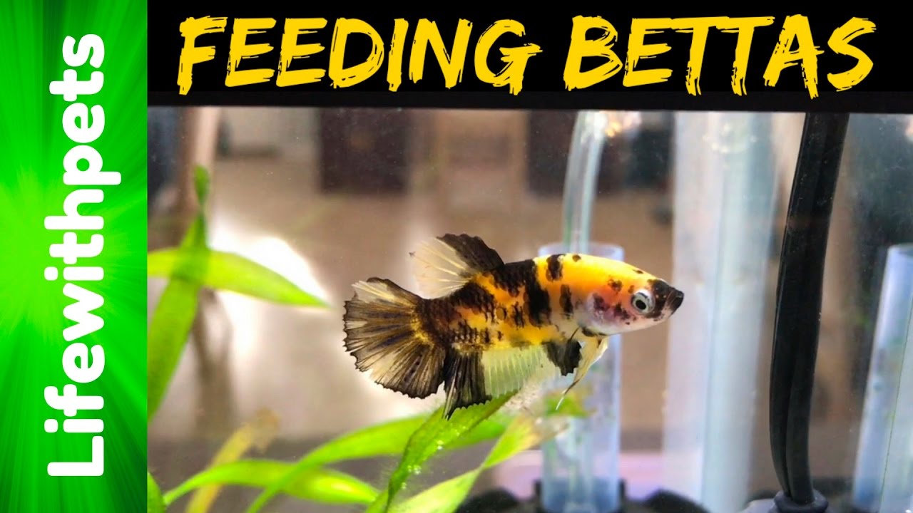 Feeding Your Betta Fish Healthy Food: Pellets, Blood Worms And Frozen