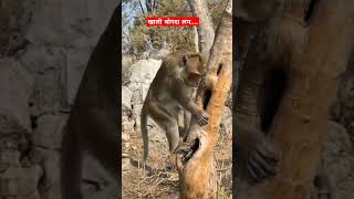 लय आत हात घालतू, माकडाची सुपर कॉमेडी.#funny #ytshorts #monkey