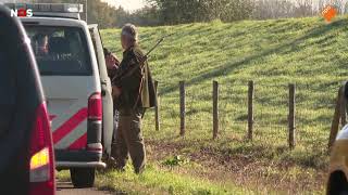 Stier doodgeschoten op N280