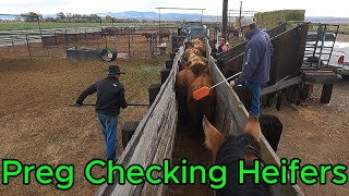 Preg Checking Heifers