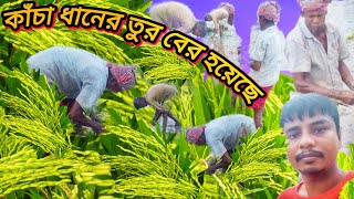 জমিতে কাঁচা ধানের ভরপুর Babulbolg2024