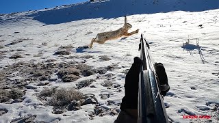 HER YER TAVŞAN KARDA TAVŞAN AVI  Snow Hunting  Охота на зайца 2024г. Tavşan avı #harehunting  #охота