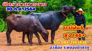 30 ก.ย.2564 เปิดราคาควายงาม แม่ลูกสายต่าง แม่พันธุ์สูง146 อ.เมือง จ.หนองบัวลำภู  โทร.084-2902838