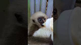 កូនទោចម្កុជ🍼,Baby Pileated gibbon #pisey #vilog #gibbon