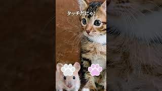 猫肉球タッチチャレンジ！　 #shorts #short