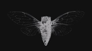 LEMMiNO - Cipher (Audio Visualizer Version)