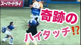 つば九郎🐧まさかの神宮でdianaとハイタッチ🤚！？〜やっぱりもて遊ばれる(笑)2024/07/21