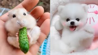 2019小萌宠系列——可爱的小猫和小狗 cute cat and dog~ 可愛い HOT~