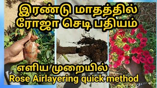 எளிய முறையில் ரோஜா செடி பதியம் / Rose airlayering