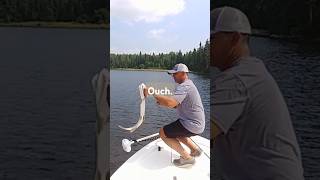 Northern Pike Fishing - Don't Do That @NorthernPikefishingufs