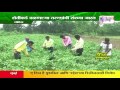 peek perni green house and drip irrigation using in gondia