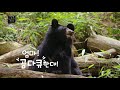 ‘지리산 반달곰’의 육아 스트레스 창사특집 uhd 다큐 곰 12월3일 월 밤11시10분 방송