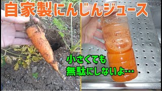 収穫したニンジンでジュースの作り方  /  How to make carrot juice