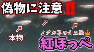 偽物に注意‼️圧倒的にかわいいメダカ登場‼️これが紅ほっぺです(*^^*)通販はオススメできません！天界選別漏れ.エルドラド.安らぎAQUAちゃんねる