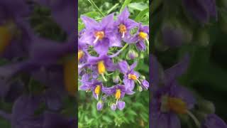 Chilean Nightshade in my garden