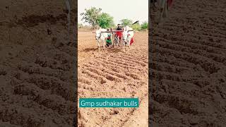 Gmp sudhakar kilari bulls #bulls #farmer #beautiful #beautiful