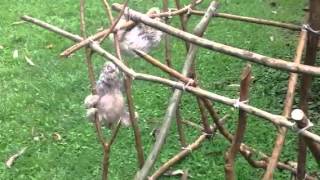 Baby sloths climbing