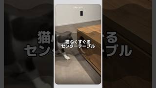 猫心くすぐるセンターテーブル #shorts