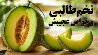 خواص عجیب تخم طالبی